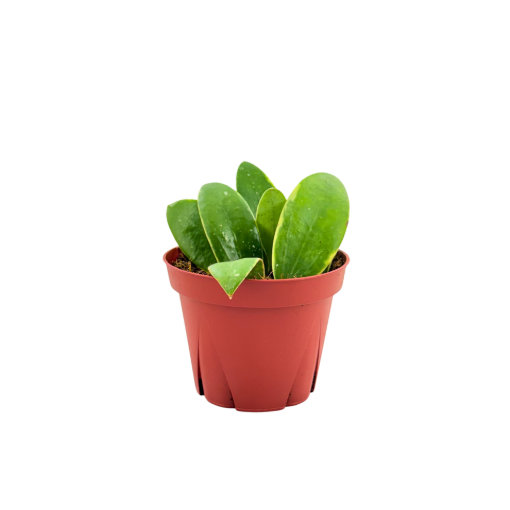 Picture of Hoya Acuta Inner Variegated 4"