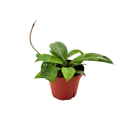 Picture of Hoya Crassipetiolata 4"