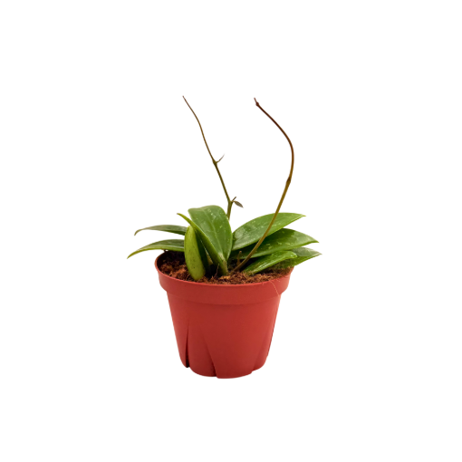 Picture of Hoya Pallida Bogor 4"