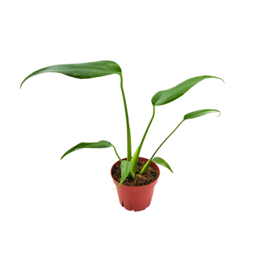 Picture of Monstera Burle Marx Flame 4"