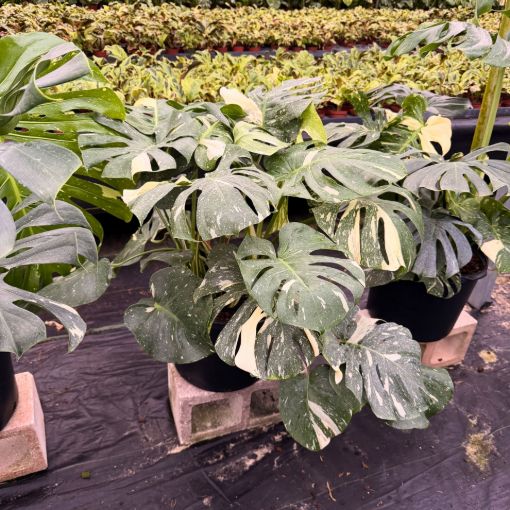 Picture of Monstera Thai Constellation 14"