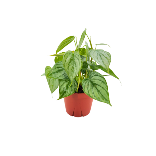 Picture of Philodendron Brandtianum 4"