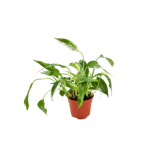 Picture of Epipremnum Albo Variegated 4"