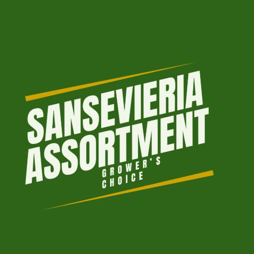 Picture of Sansevieria Assorted  4"