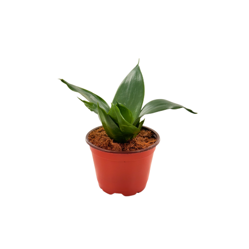 Picture of Sansevieria Black Hahnii 4"