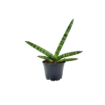 Picture of Sansevieria Boncellensis 4"