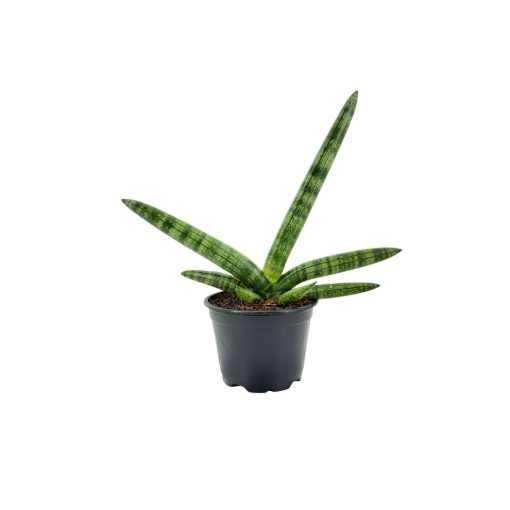 Picture of Sansevieria Boncellensis 4"
