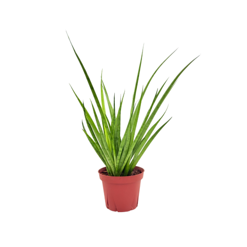 Picture of Sansevieria Cylindrica 'Medusa' 4"