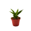 Picture of Sansevieria Jewel Crown  4"