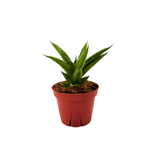 Picture of Sansevieria Jewel Crown  4"