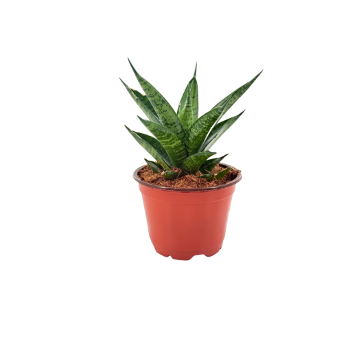 Picture of Sansevieria Pagodah Black 4"