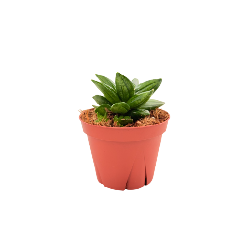 Picture of Sansevieria Pyramid 4"