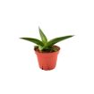 Picture of Sansevieria Samurai 4"