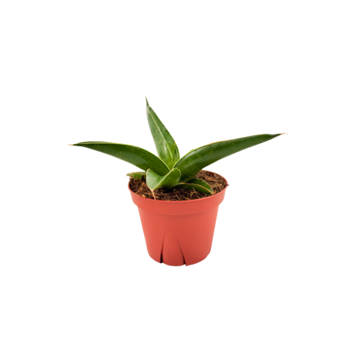 Picture of Sansevieria Samurai 4"