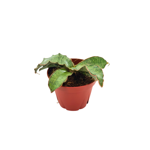 Picture of Sansevieria Silver Blue 4"