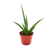 Picture of Sansevieria Tiger Crown 4"