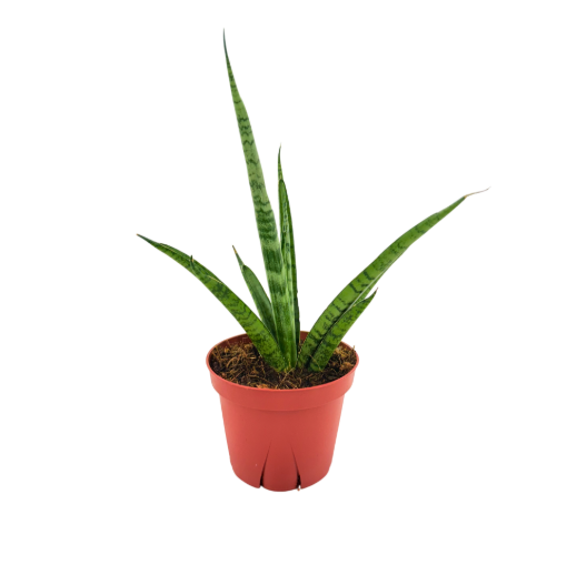Picture of Sansevieria Tiger Crown 4"
