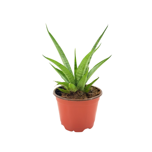 Picture of Sansevieria White 4"