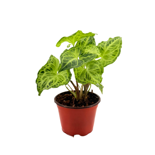 Picture of Syngonium Assortment 4"