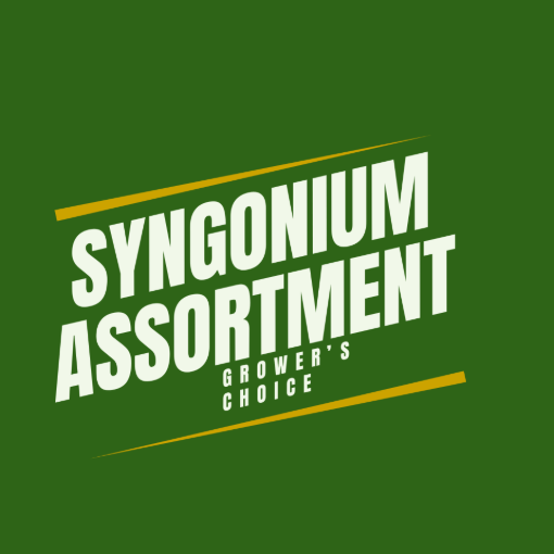 Picture of Syngonium Assortment 4"