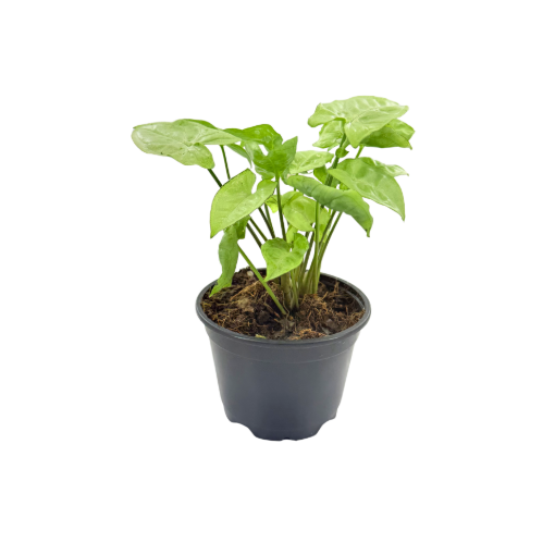 Picture of Syngonium White Butterfly 4"