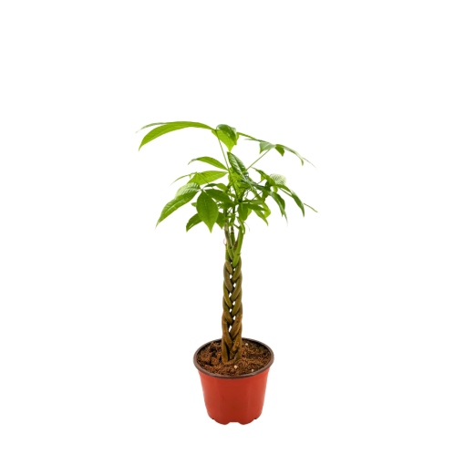 Picture of Money Tree Braid 4"