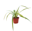 Picture of Spider Plant 4"