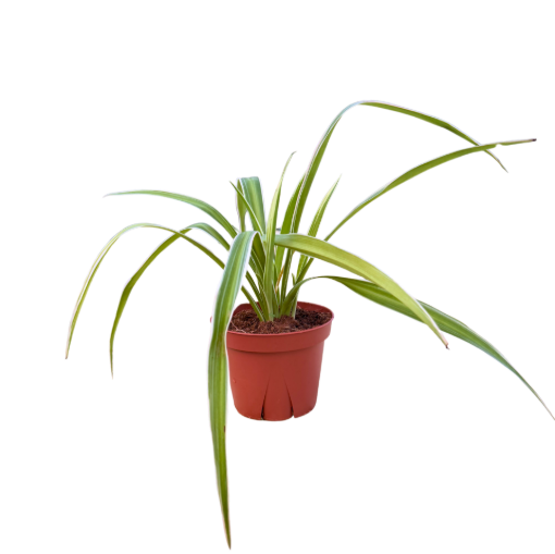 Picture of Spider Plant 4"