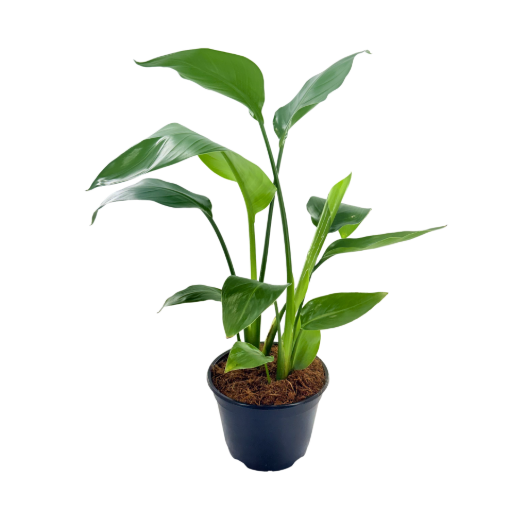Picture of Strelitzia White Bird 6"