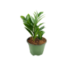 Picture of Zamioculcas Zamicro Dwarf 4"