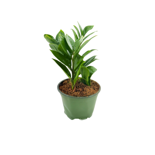 Picture of Zamioculcas Zamicro Dwarf 4"