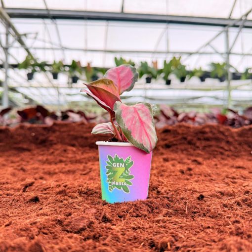 Picture of Calathea Amagris 2"