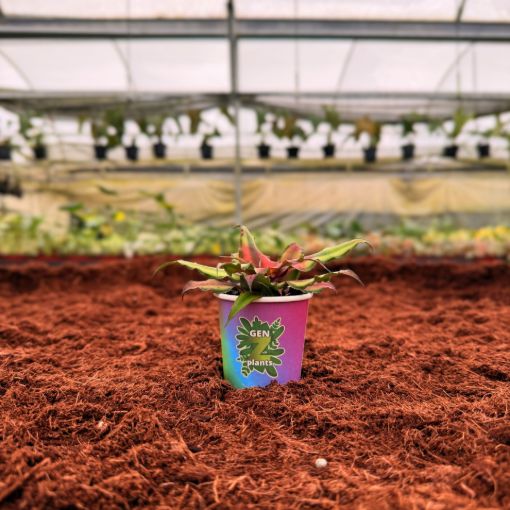 Picture of Cryptanthis Mix 2"