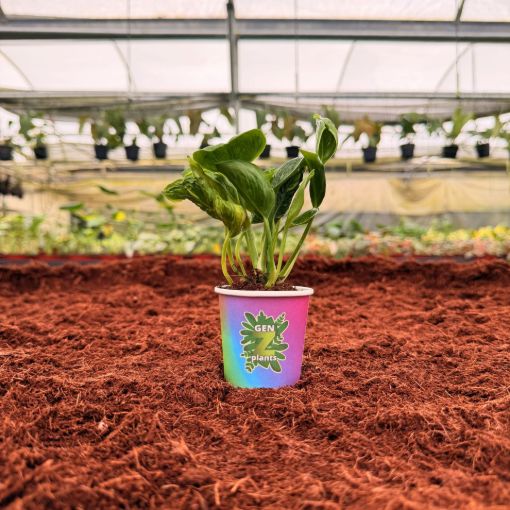 Picture of Epipremnum Shangri-La 2"