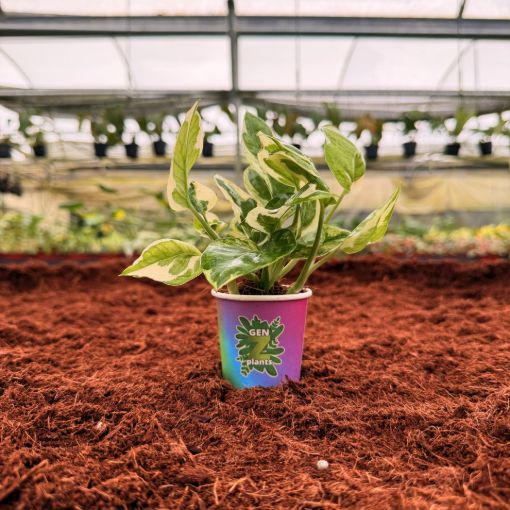 Picture of Pothos N Joy 2"