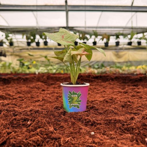 Picture of Syngonium Confetti 2"