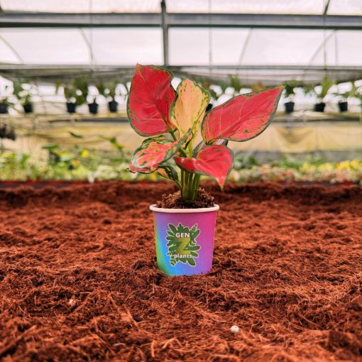 Picture of Aglaonema Richard 2"