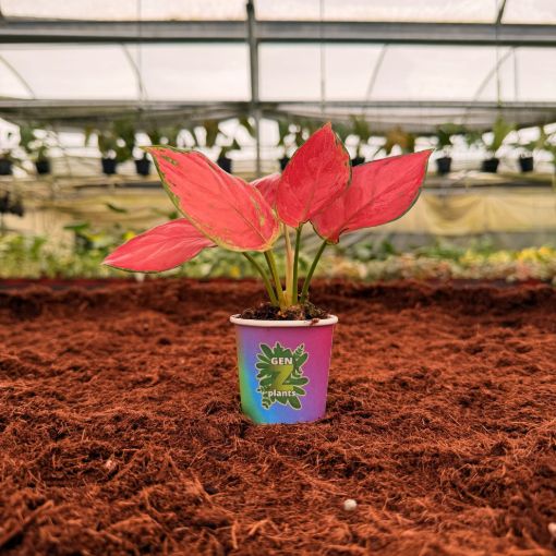 Picture of Aglaonema Super Pink 2"