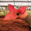 Picture of Aglaonema Super Pink 2"