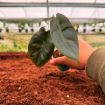 Picture of Alocasia Gold Bone 2"