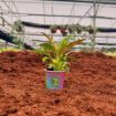 Picture of Philodendron Green Congo Varigated 2"