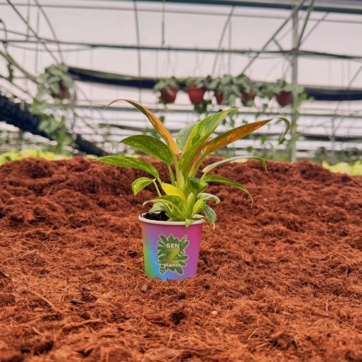 Picture of Philodendron Green Congo Varigated 2"