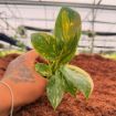Picture of Philodendron Green Congo Varigated 2"