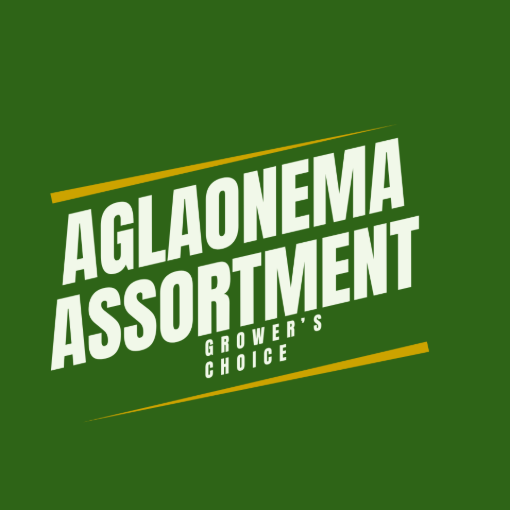 Picture of Aglaonema Assortment 4"