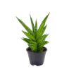 Picture of Sansevieria Pagodah Green 4"