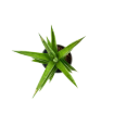 Picture of Sansevieria Pagodah Green 4"