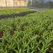 Picture of Sansevieria Pagodah Green 4"