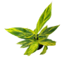 Picture of Alpinia Variegated 6"