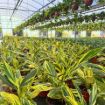 Picture of Alpinia Variegated 6"