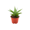 Picture of Sansevieria Tower Grey 4"